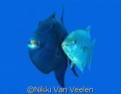 Blue triggerfish and jackfish swimming side by side, take... by Nikki Van Veelen 